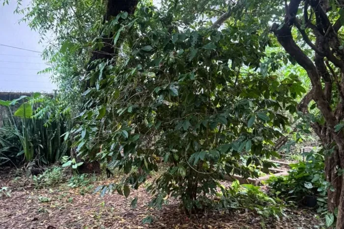 Pé de café suscita na jornalista Márcia Chiad lembranças de seus pais, da sua infância