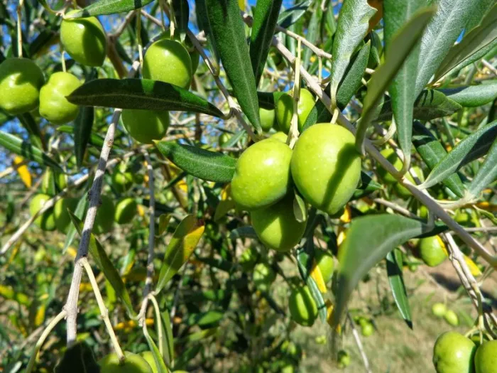 Levantamento do IDR-Paraná identificou 69 municípios com condições favoráveis ao cultivo de oliveiras no estado. - Foto: Sistema FAEP
