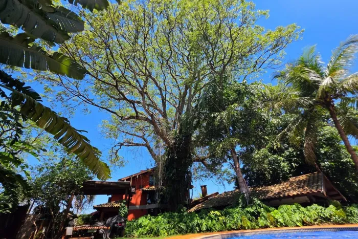 Jatobá bicentenário abriga muitas memórias do arquiteto Artur Perez e sua família