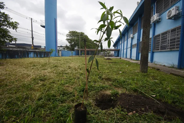Plantio de mudas de árvores marca parceria entre Praia Grande e Instituto Leão do Mar