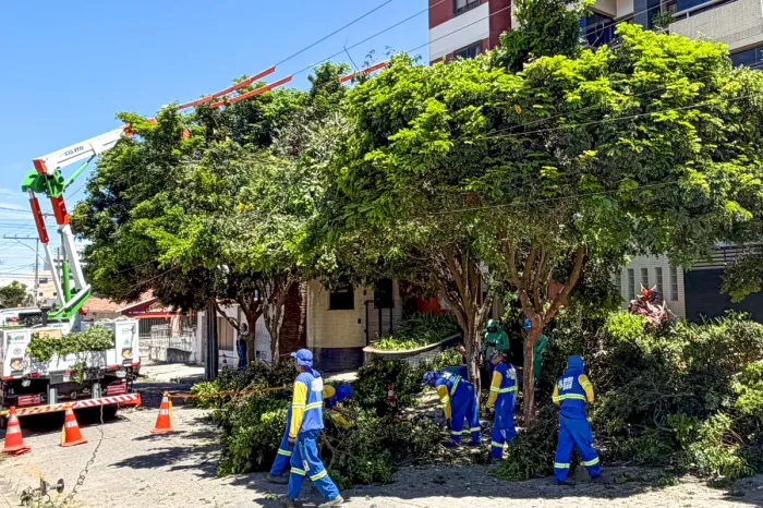 Prefeitura realiza poda e remoção preventiva de árvore na Avenida Expedicionários
