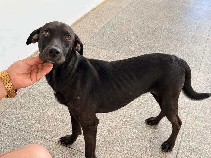 Vini Jr. recebeu tratamento e acompanhamento veterinário, teve boa recuperação e, posteriormente, foi castrado e vacinado