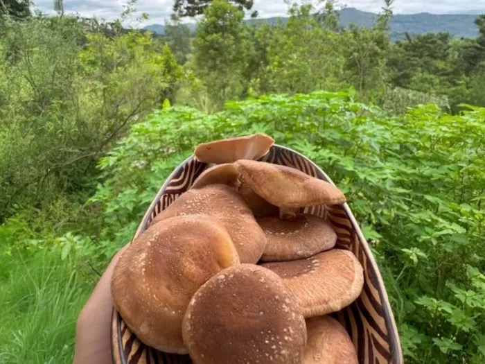 Semeando Informação mostra como a produção de shitake une renda e agricultura regenerativa