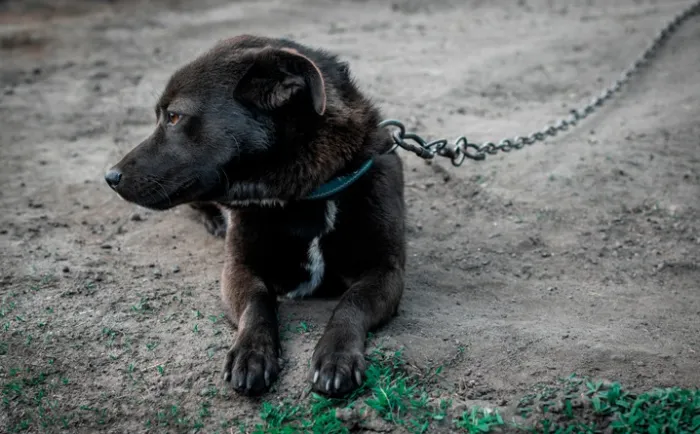 Prefeitura reforça canais de denúncia para maus-tratos e abandono de animais e alerta para penalidades