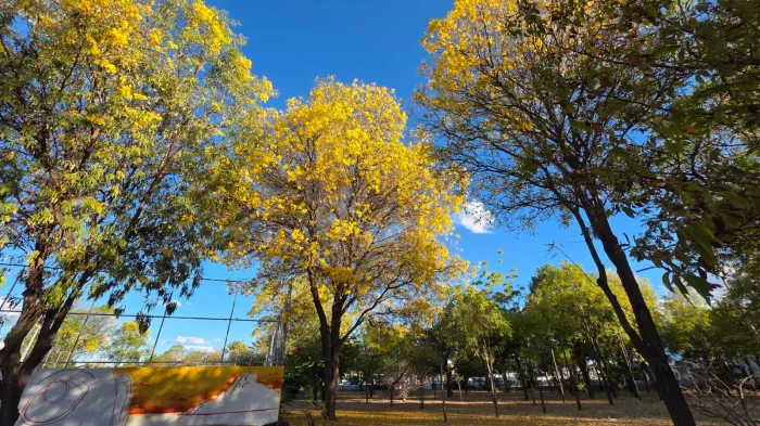 Petrolina ganha cores e beleza com a chegada da primavera