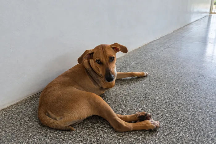 Após atropelamento e amputação, Chacabuco busca uma nova chance em um novo lar