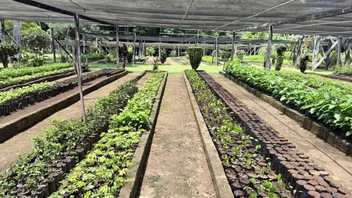 Solicitação de mudas deve ser feita no Viveiro Municipal, com limite de até 50 mudas por CPF, das 8h30 às 11h30 e das 14h às 16h30