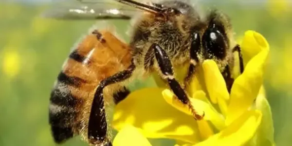 Abelha é oficializada como mascote do Turismo Agro Sustentável de Sorriso