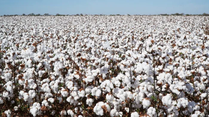 Bahia celebra Dia Mundial do Algodão com produção de 1,8 milhão de toneladas e alta de 21,9% no valor gerado