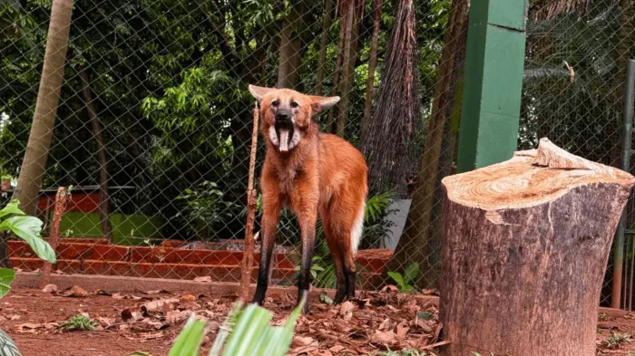 Comunicação Social