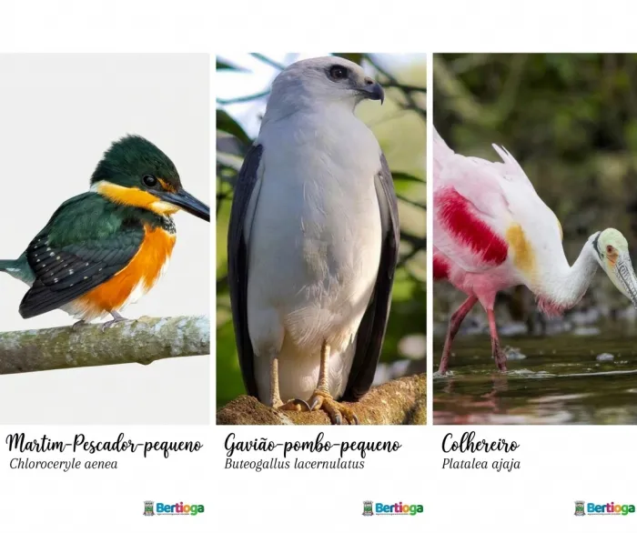 Foto: Reprodução/Prefeitura de Bertioga - SP