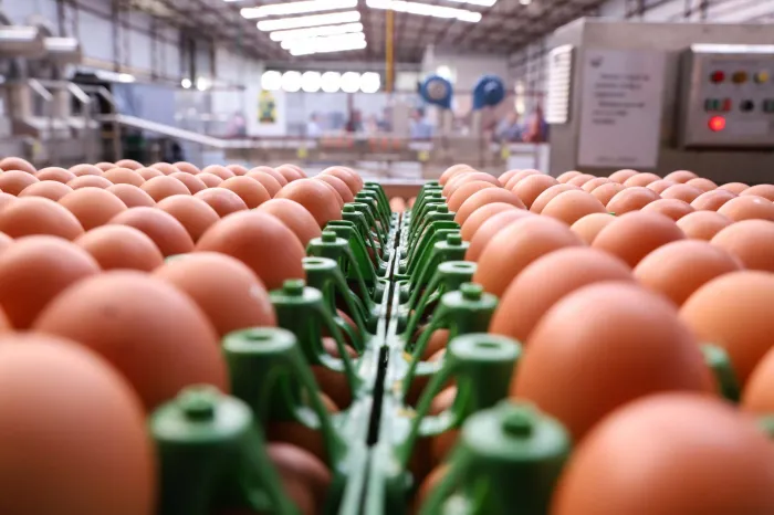 Bahia registra produção recorde de ovos pelo sexto ano consecutivo e movimenta R$ 879,9 milhões