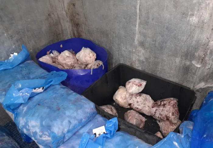 Prefeitura e Polícia Civil apreendem 500 kg de produtos cárneos em fábrica clandestina em Araçatuba