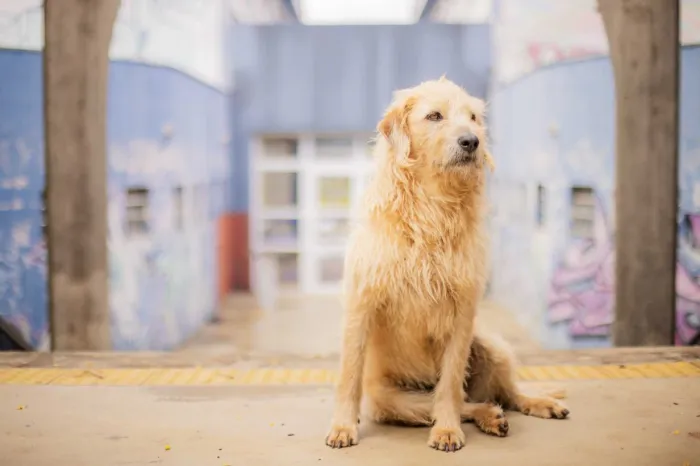 UEPG aprova resolução sobre animais comunitários nos campi