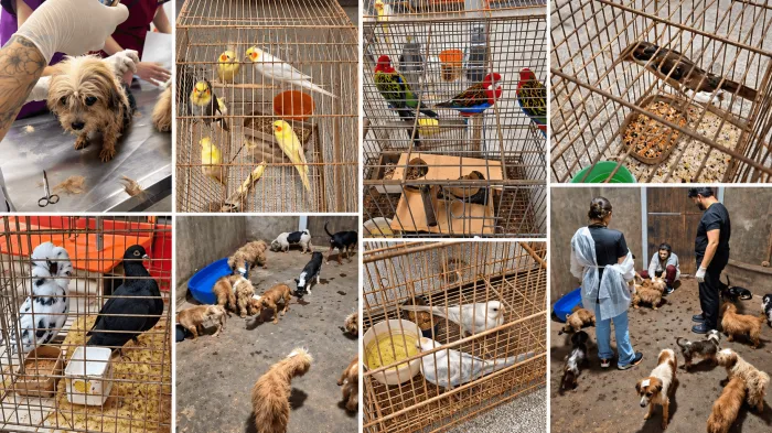 Bem-Estar Animal resgata 70 animais em situação de maus-tratos