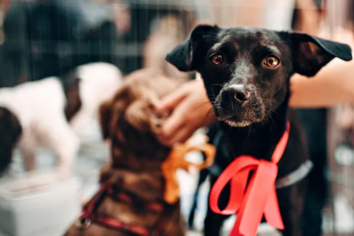 Saiba como funciona o transporte de animais nos trens de SP