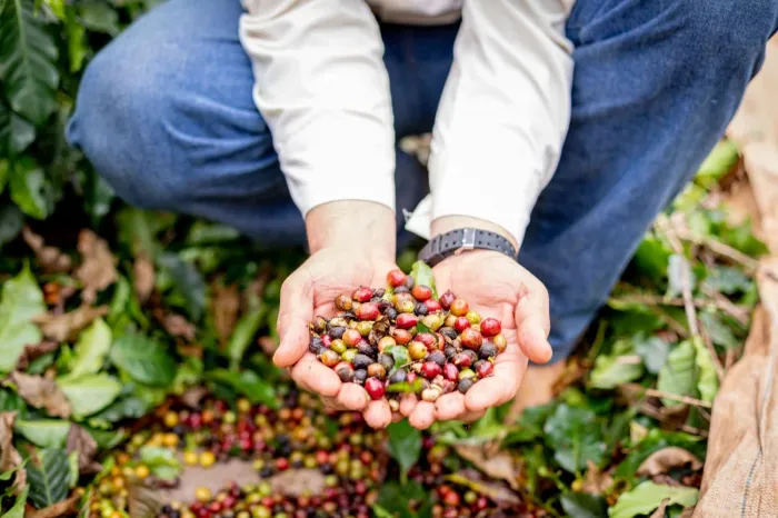 Café que conta história: 10 curiosidades sobre a produção paulista