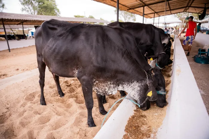 Medida é obrigatória para criadores de bovinos, bubalinos, suínos, caprinos, ovinos, equinos, asininos, muares, aves, abelhas, peixes e outras espécies aquáticas - Arquivo Agência Alagoas