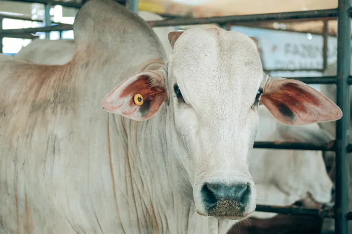 Porto Velho tem rebanho expressivo e potencial para ampliar a produção de leite e a eficiência no campo