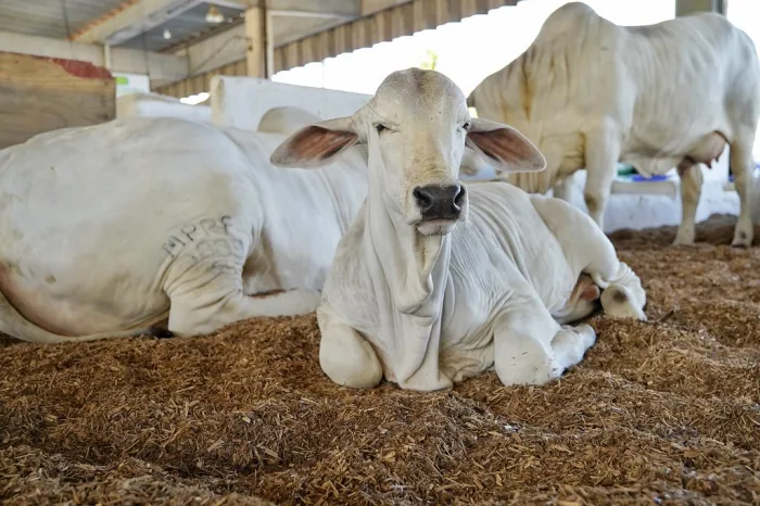 Bahia celebra Dia Nacional da Pecuária com recordes e reconhecimento internacional em sanidade animal