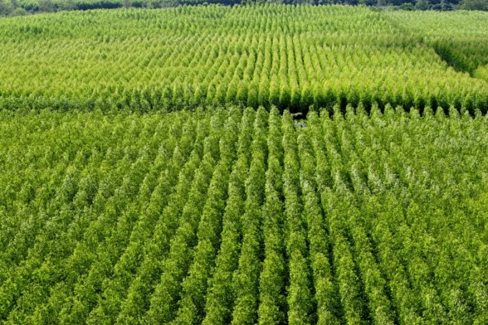Seagri, Abaf e UFRB promovem seminário sobre produção florestal em Cruz das Almas