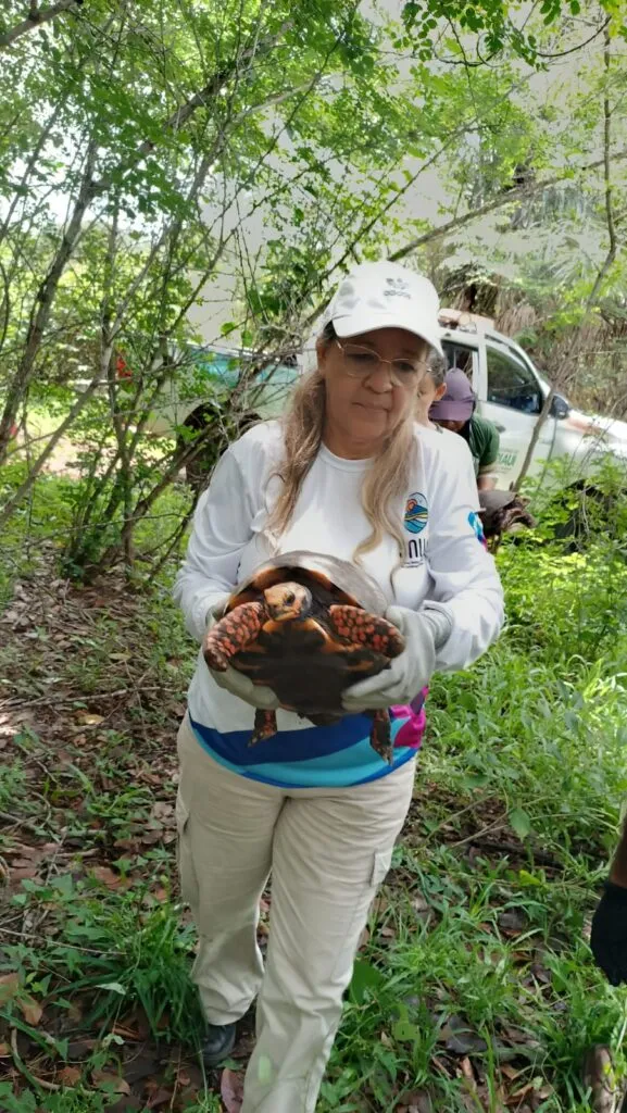 Polícia Ambiental registra 496 ocorrências com animais silvestres em três meses e orienta população como agir