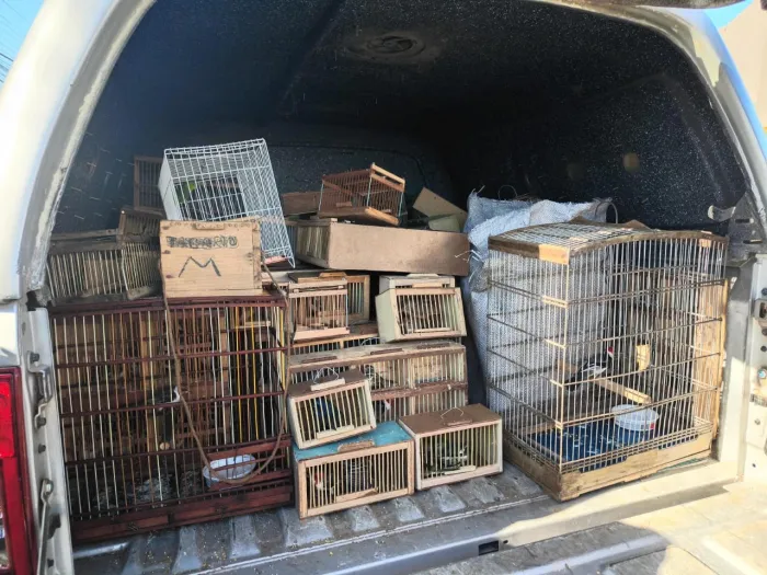 Protetor dos Biomas: PM apreende 442 animais silvestres em Alagoas