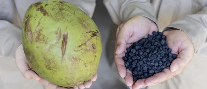 Uece e Energia Pecém fazem teste inédito com biocarvão produzido a partir da casca de coco verde