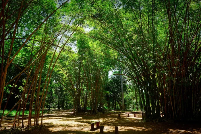 Os profissionais selecionados atuarão nas unidades do IPA localizadas na capital paulista: Horto Florestal, Vila Mariana e Jardim Botânico. Foto: Divulgação/Governo de São Paulo