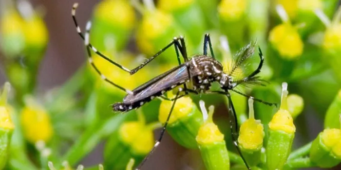 Goiás mobiliza para o combate ao mosquito da dengue, zika e chikungunya