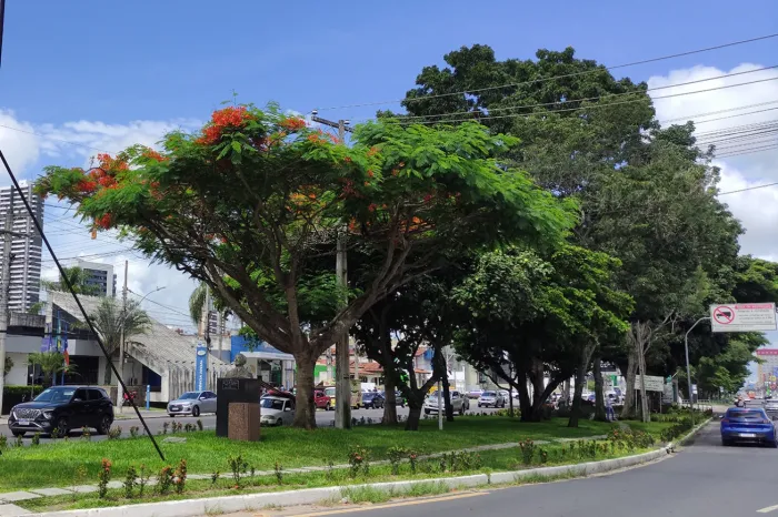 Feira de Santana é selecionada em edital federal e receberá recursos para ampliar arborização urbana