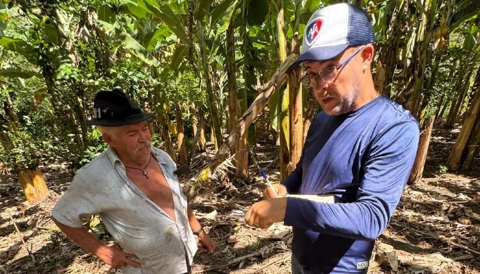 Defesa Sanitária Vegetal monitora a praga desde sua detecção em Alagoas - Ascom Adeal