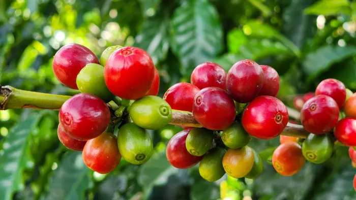 Governo de Minas cria programa para estimular a cadeia produtiva do café