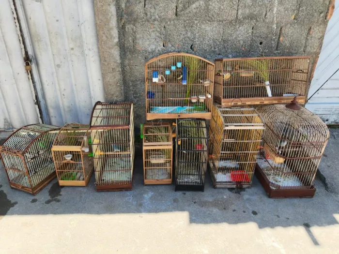 Polícia Militar resgata mais de 100 aves silvestres durante operação no Litoral Sul de Alagoas