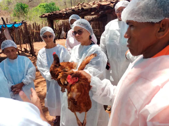Doença de Newcastle: Adapi alerta criadores sobre infecção viral que ameaça aves e intensifica vigilância sanitária no Piauí
