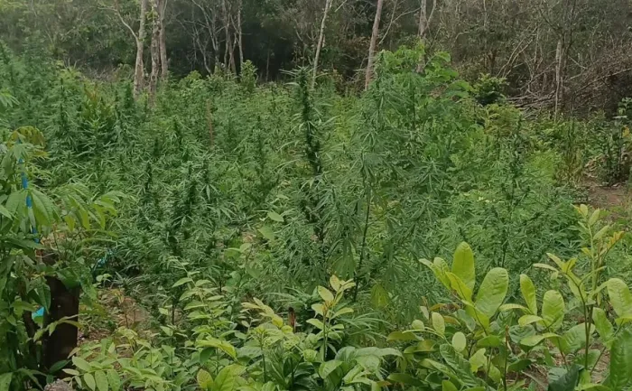 PM presta apoio à PF e flagra plantação com mais de 4 mil pés de maconha