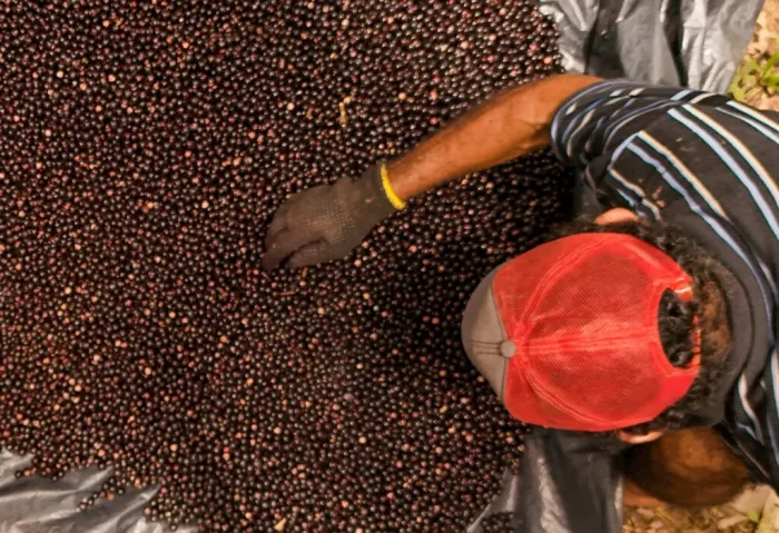 Com reestruturação e fortalecimento das cadeias produtivas, valor da produção agrícola do Acre cresce 18,25% em um ano
