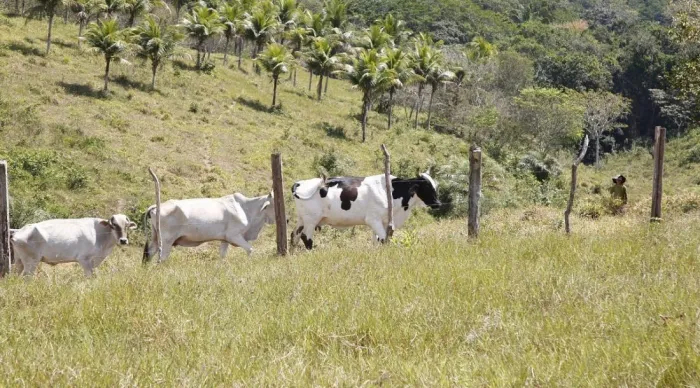 Programa gratuito de inseminação amplia rebanhos e melhora genética da pecuária familiar em Sergipe