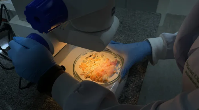 ITPS orienta sobre cuidados no preparo e armazenamento de marmitas