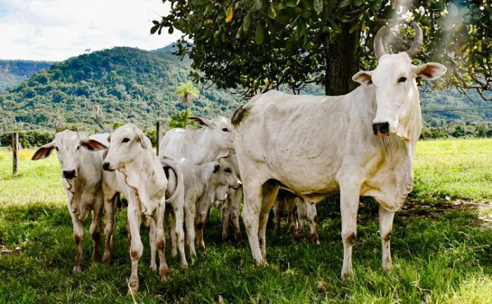 Governo do Tocantins realiza campanha de declaração de informações pecuárias de 1º a 30 de novembro