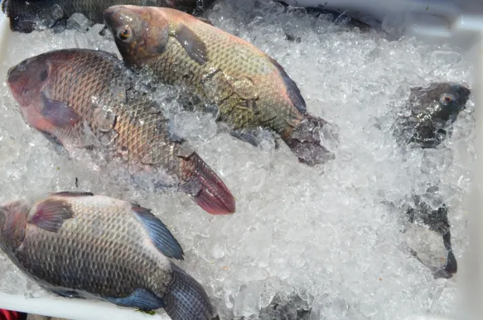 Câmara Setorial da Pesca e Aquicultura da Bahia é criada para desenvolver potencial do setor