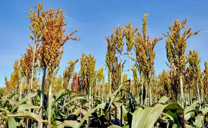 Com maior tolerância à deficiência hídrica, o sorgo representa uma alternativa para diversificar a produção agrícola em regiões sujeitas à irregularidade das chuvas - Foto: Juliano Ribeiro/Governo do Tocantins
