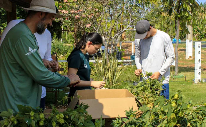 Cultivo experimental de lúpulo apresenta resultados promissores no Tocantins