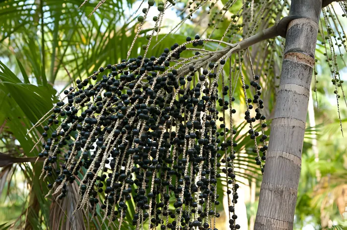 Codec articula novos investimentos e orienta empresas da cadeia do açaí no Pará
