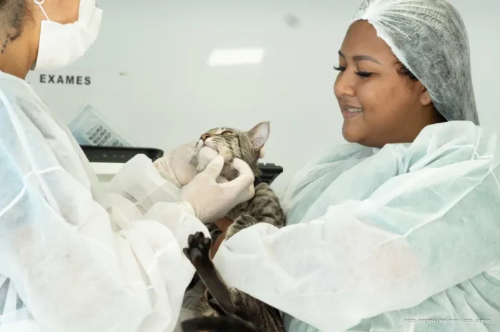 Em Boa Vista, Castra Móvel garante procedimento gratuito em cães e gatos machos