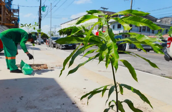 Prefeitura amplia arborização com novas mudas em cinco bairros