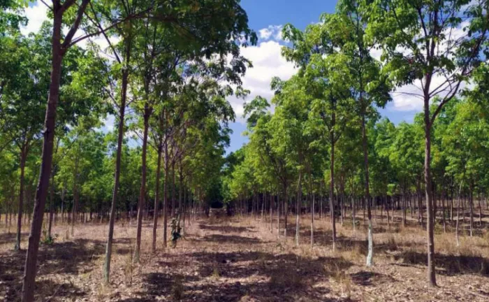 Seringueira é uma das espécies de floresta plantada cultivada no Tocantins - Foto: Seagro/Governo do Tocantins
