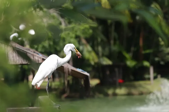 Parque Mangal das Garças promove nova edição do Projeto Ecoarte neste domingo (1º)