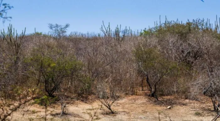 Governo de Sergipe atua de forma intersetorial na prevenção e no combate aos efeitos do El Niño / Foto: Arthuro Paganini