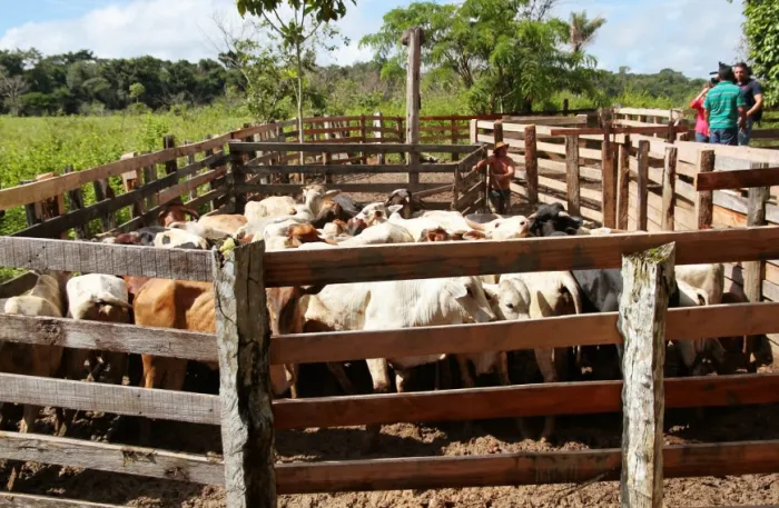 A atualização cadastral é uma das medidas para manter o status sanitário de Rondônia como área livre de febre aftosa sem vacinação